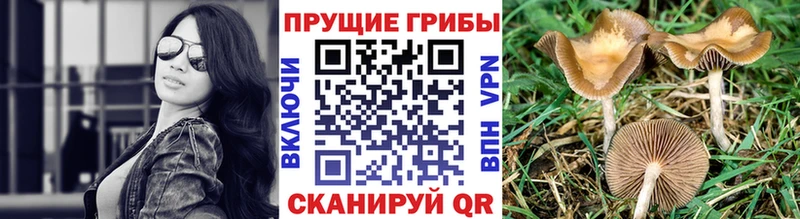 Псилоцибиновые грибы мицелий  где купить наркоту  Алдан 